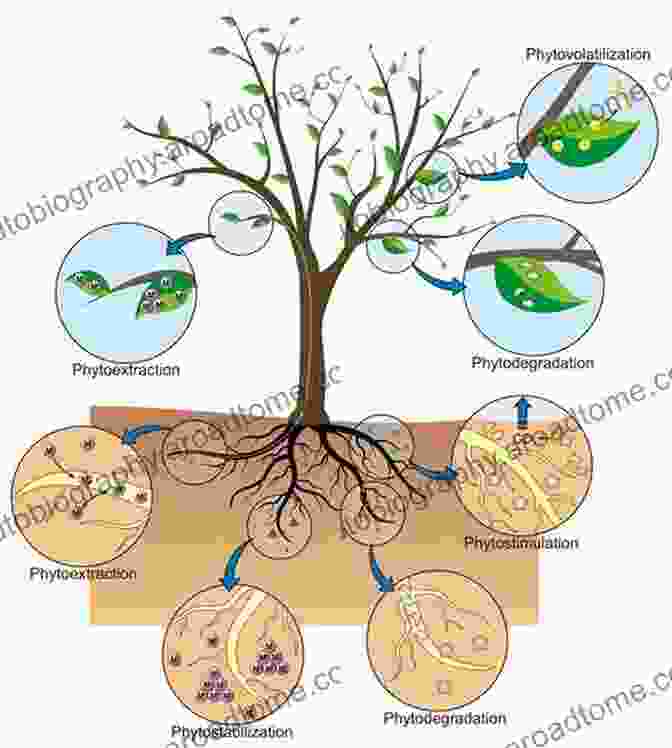 A Diagram Illustrating The Various Mechanisms Involved In Phytoremediation In Wetlands. Phytoremediation Of Emerging Contaminants In Wetlands