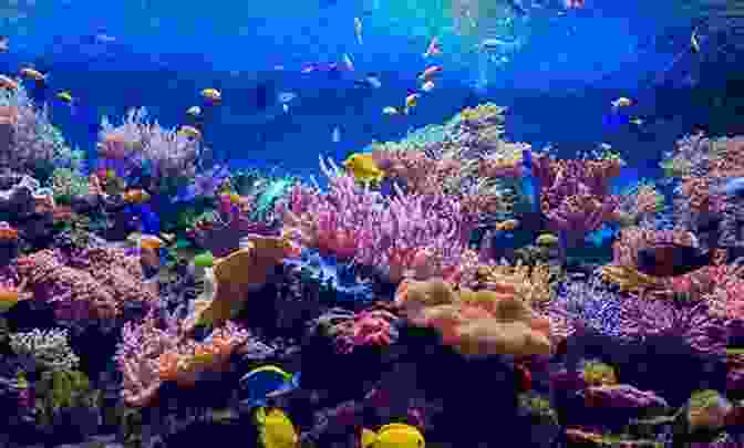 A Diverse Underwater Scene Showcasing The Rich Biodiversity Of Marine Ecosystems. Oceans: How We Use The Seas (Our Fragile Planet)