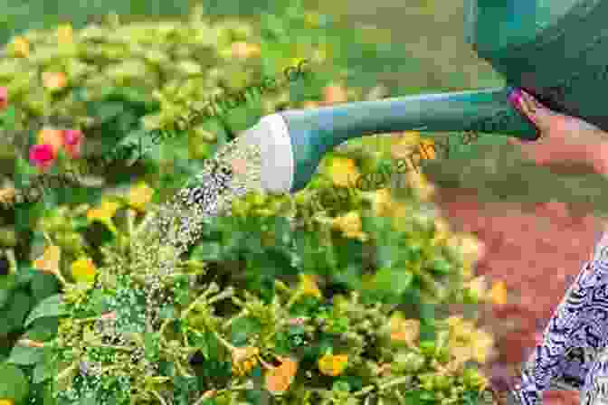 A Gardener Diligently Watering Their Container Garden, Wielding A Watering Can To Provide Life Giving Moisture To The Thriving Plants How To Grow Vegetables In Pots Containers: 9 Steps To Plant Harvest Organic Food In As Little As 21 Days For Beginners