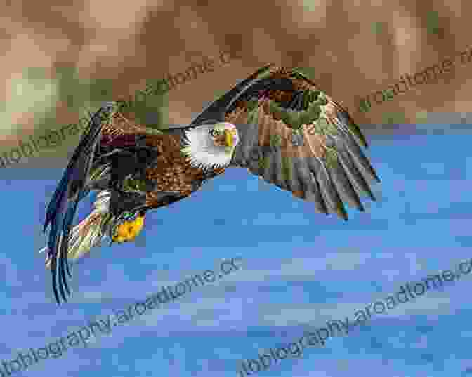 A Majestic Bald Eagle Soaring Over The Chesapeake Bay Field Notes From A Waterborne Land: Bengal Beyond The Bhadralok