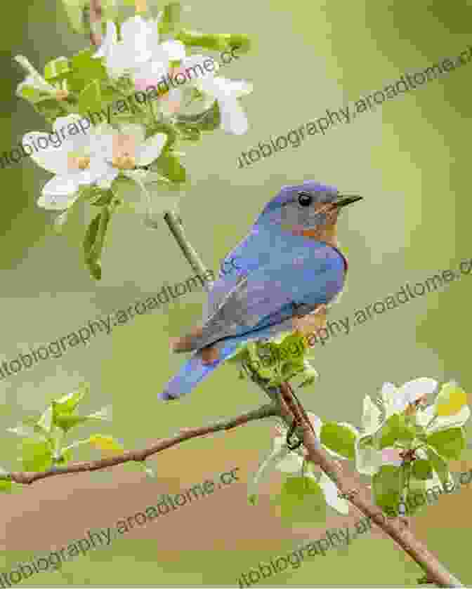 A Vibrant Bluebird Perched On A Branch, Symbolizing Hope And Healing A Bluebird Story Annette Meredith