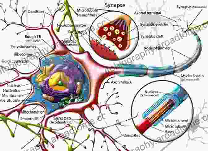 Diagram Of A Neuronal Network In The Brain Neurobiology Of Epilepsy: From Genes To Networks (ISSN 226)