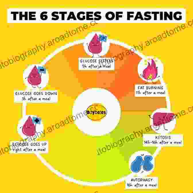 Diagram Of Fasting Process And Its Effects On The Body The Power Of Fasting: The Key To Healing The Body Mind And Soul