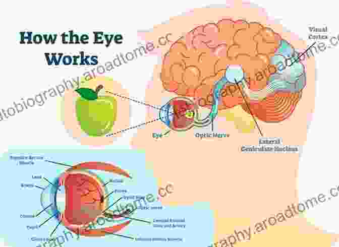 Diagram Of The Science Behind Vision Improvement Ten Steps For Clear Eyesight Without Glasses A Quick Course