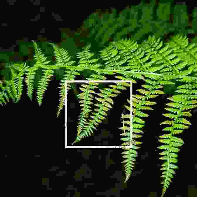 Fractal Fern Shapes In Nature (I Know)