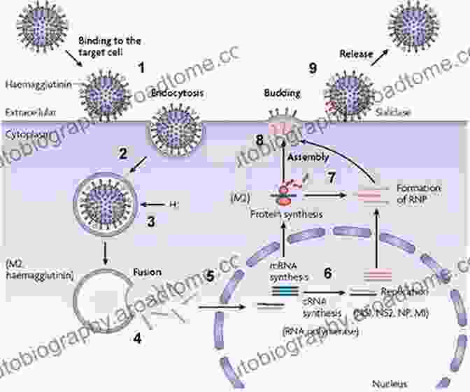 Functional Assays Image Of A Virus Infecting A Host Cell Complementary Strategies To Study Virus Structure And Function (Advances In Virus Research 105)