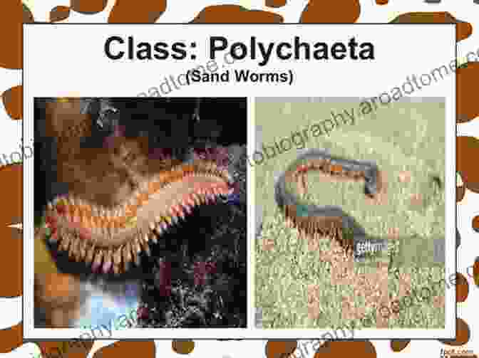 Images Of Polychaeta, Oligochaeta, And Hirudinea Species Morphology Molecules Evolution And Phylogeny In Polychaeta And Related Taxa (Developments In Hydrobiology 179)