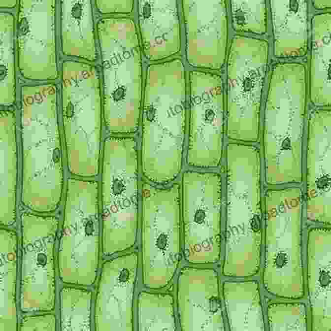 Microscope Image Of Plant Cells Medicinal Plants: Chemistry Biology And Omics