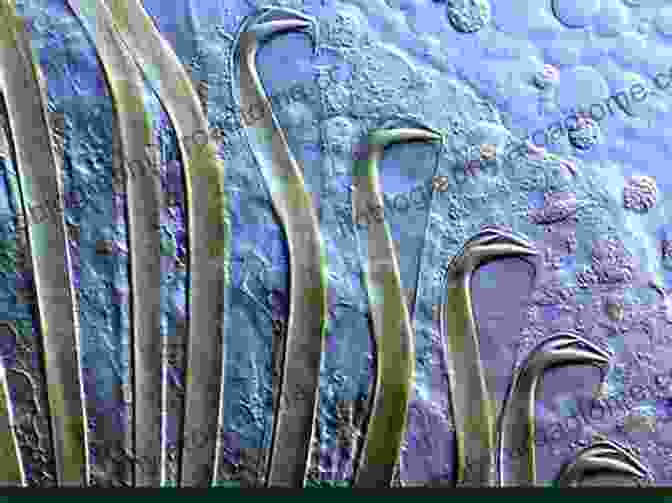 Microscopic Image Revealing Intricate Details Of Polychaeta Setae Morphology Molecules Evolution And Phylogeny In Polychaeta And Related Taxa (Developments In Hydrobiology 179)