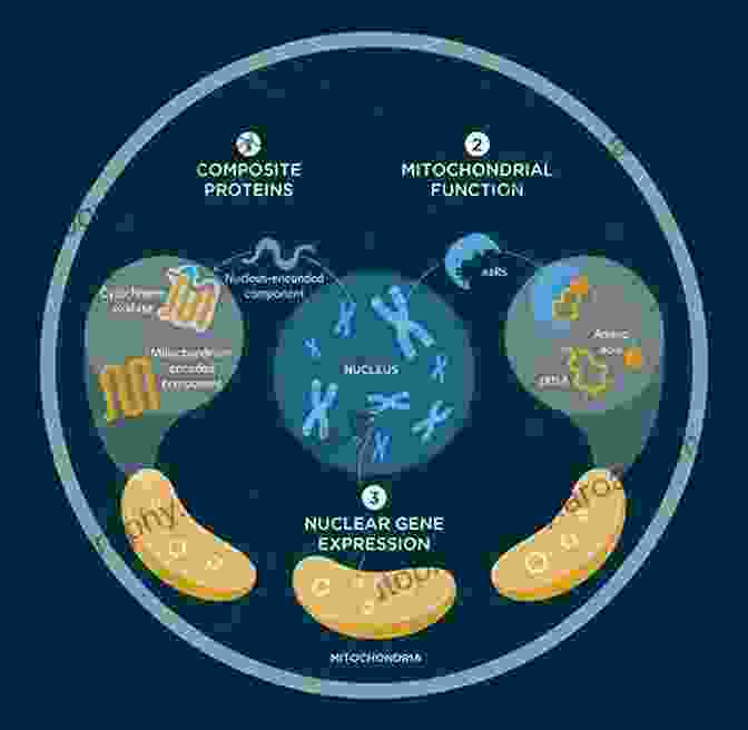 Mitochondrial Diseases The Human Mitochondrial Genome: From Basic Biology To Disease