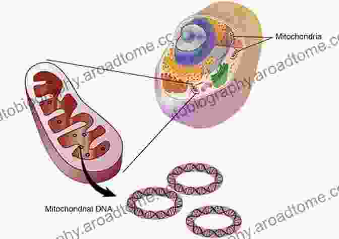 Mitochondrial Medicine The Human Mitochondrial Genome: From Basic Biology To Disease