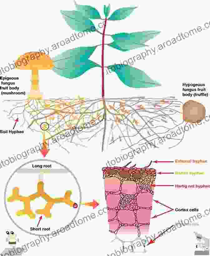 Mycorrhizal Fungi Form Symbiotic Relationships With Plant Roots, Enhancing Nutrient Uptake And Soil Health. Mycorrhizal Mediation Of Soil: Fertility Structure And Carbon Storage