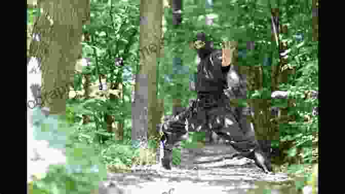 Ninja Training In A Forest Ninja Skills: The Authentic Ninja Training Manual