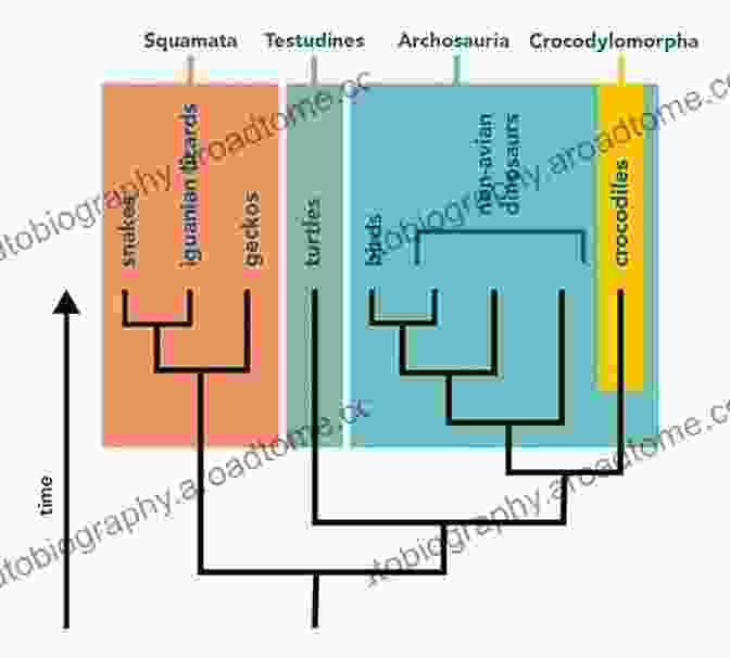 Phylogenetic Tree Depicting Evolutionary Relationships Among Polychaeta Species Morphology Molecules Evolution And Phylogeny In Polychaeta And Related Taxa (Developments In Hydrobiology 179)