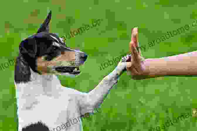 Positive Reinforcement Dog Training, Showing A Happy Dog Receiving A Treat For Good Behavior All Dogs Have ADHD Kathy Hoopmann