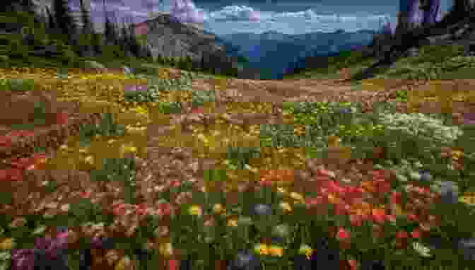 Sam Counting Wildflowers In A Meadow, Surrounded By Vibrant Flora And Fauna Homestead Kid : Counting With Sam