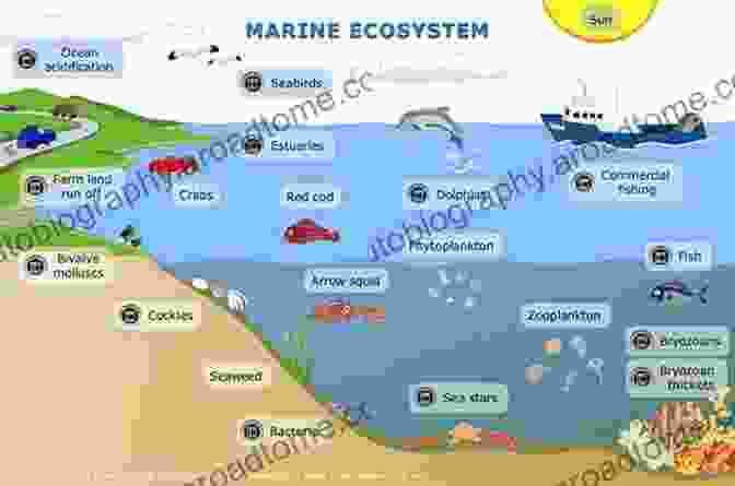 Upwelling System Biome With Phytoplankton And Marine Animals Systems Biogeochemistry Of Major Marine Biomes