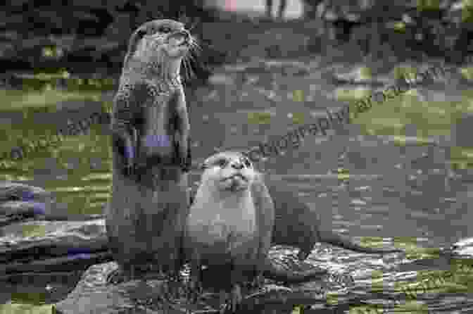 Wild Otters In Their Natural Habitat, Engaging In Predation Behaviors. Wild Otters: Predation And Populations