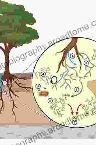 Mycorrhizal Mediation Of Soil: Fertility Structure And Carbon Storage